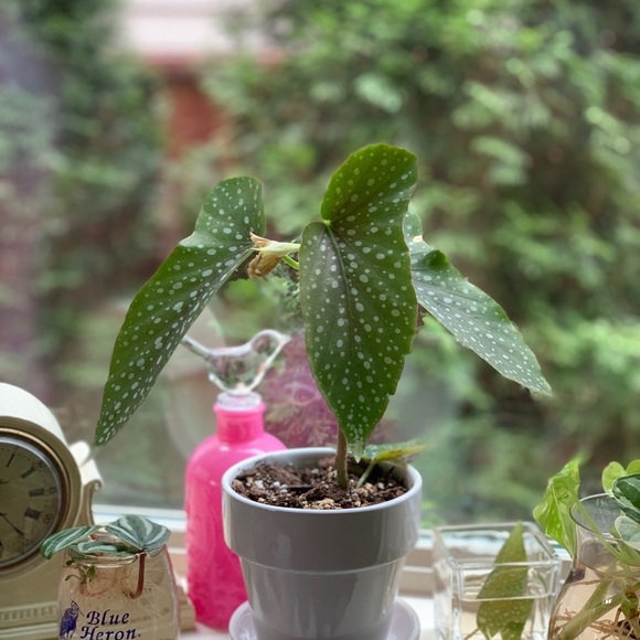 Meet your Posher, Kelly - Picture 3 of 8